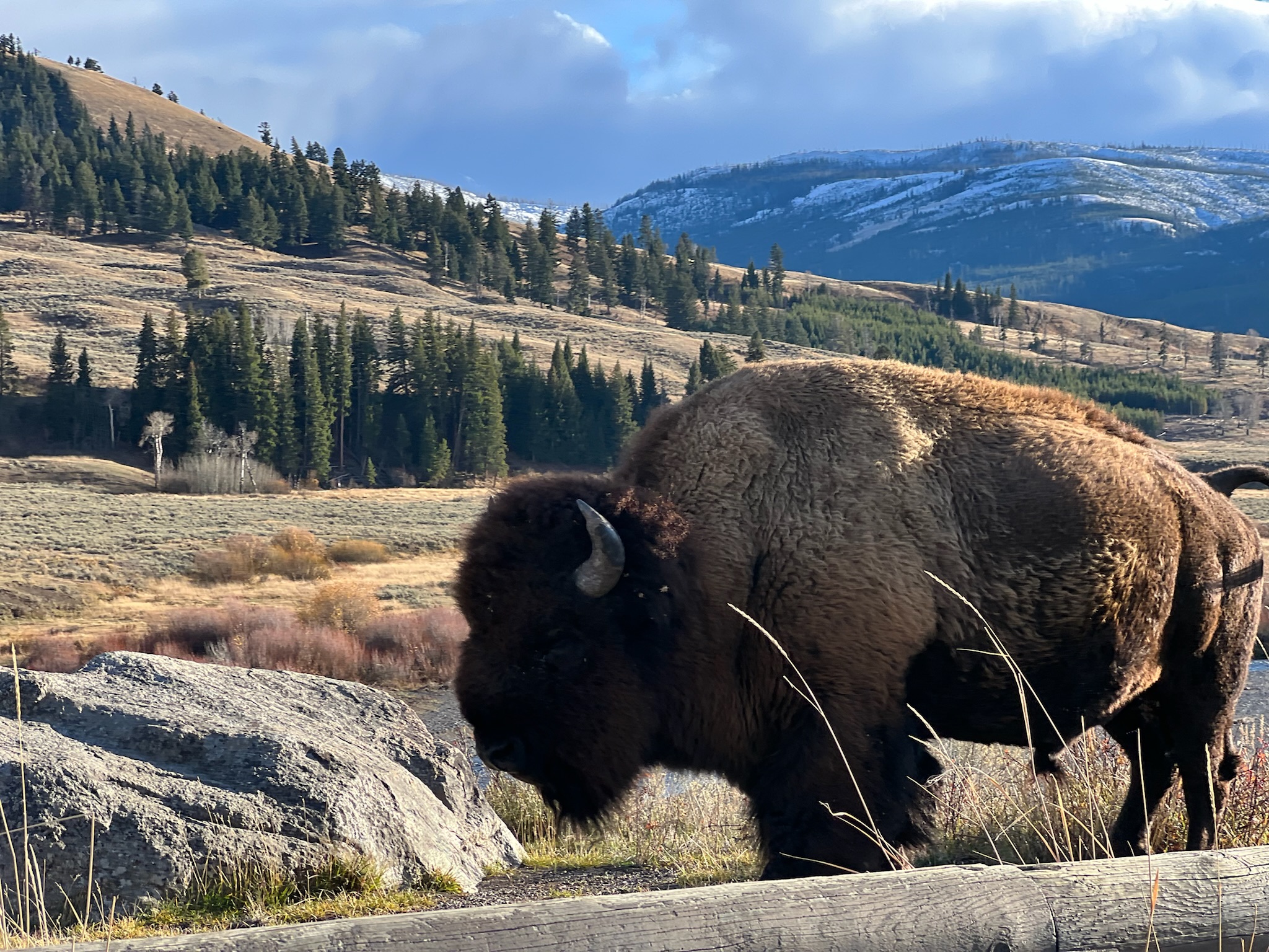 Tatanka Afternoon